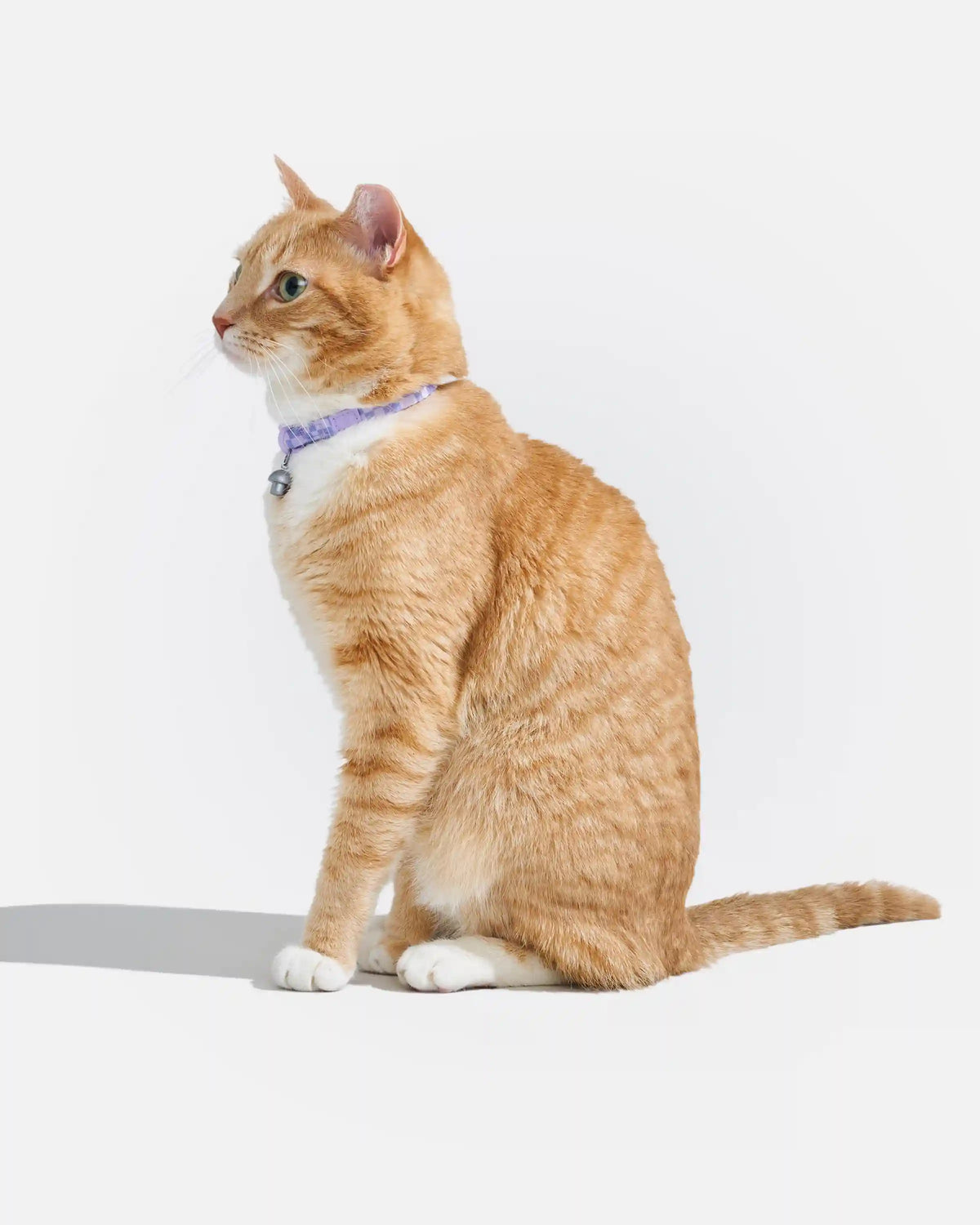 Breakaway Cat Collar
