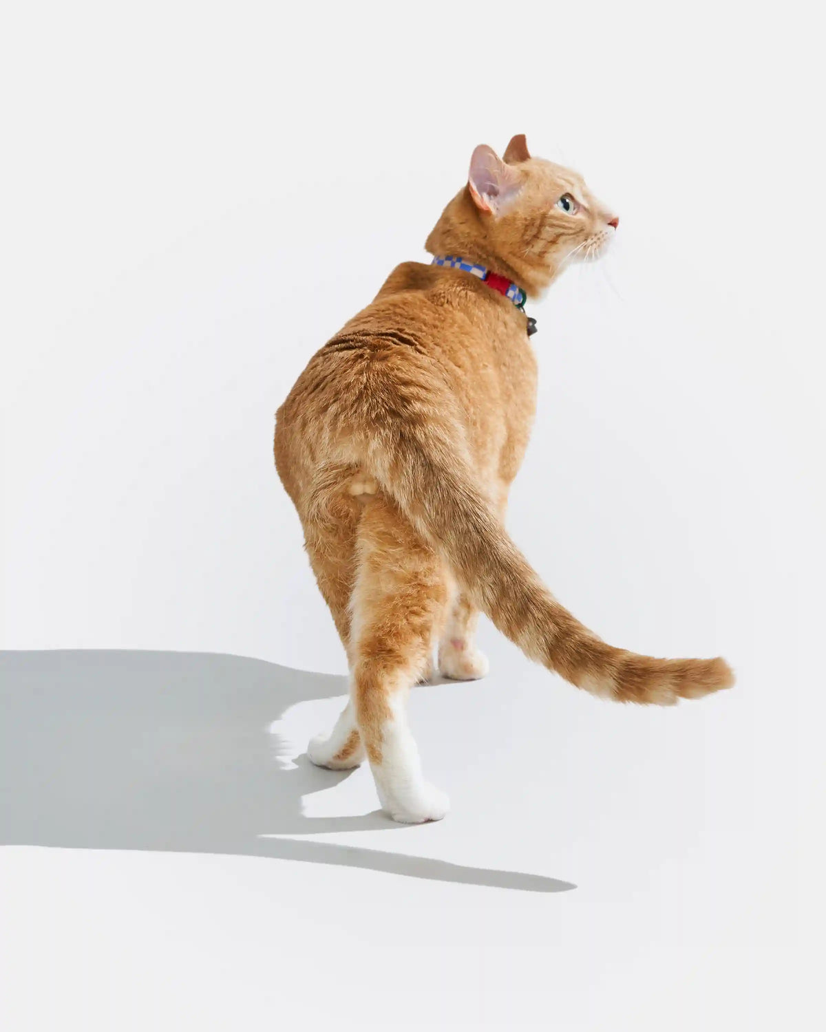 Breakaway Cat Collar