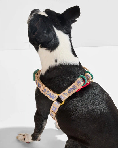 Step-In Harness + Waterproof Leash Walk Kit