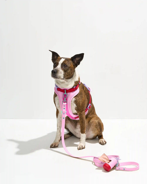 Cushioned Harness + Waterproof Leash Walk Kit