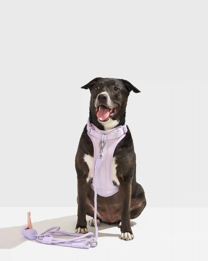 Cushioned Harness + Hands-Free Rope Leash Walk Kit