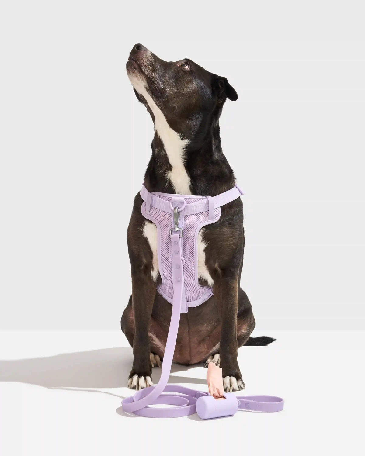 Step-In Harness + Waterproof Leash Walk Kit