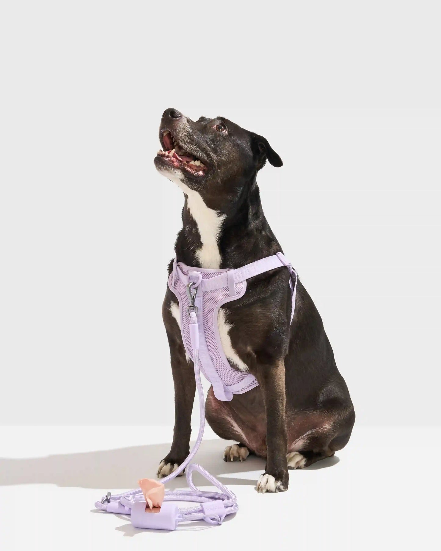 Step-In Harness + Hands-Free Rope Leash Walk Kit